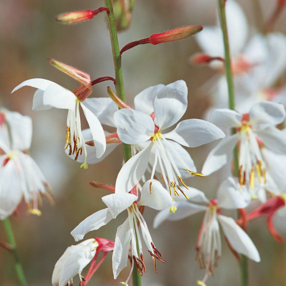 Gaura Stratosphere™ White