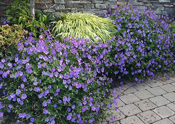 Geranium Rozanne (Cranesbill)