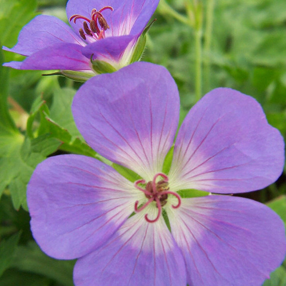 Geranium Rozanne (Cranesbill)