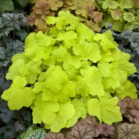 Heuchera Citronelle