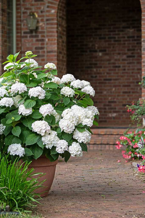 Hydrangea mac. Endless Summer® Blushing Bride