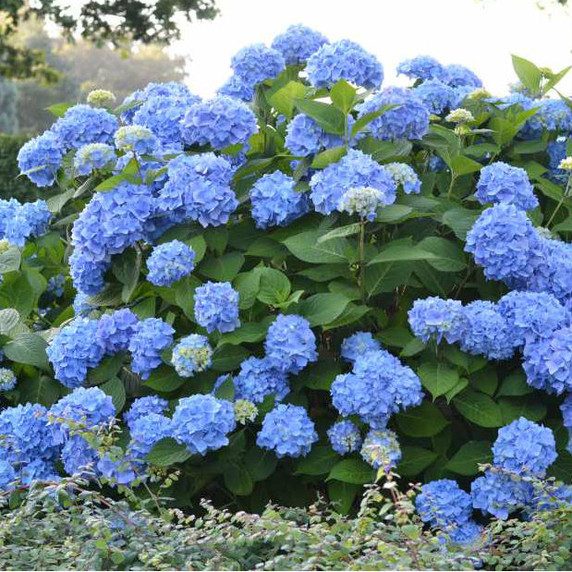 Hydrangea mac. Endless Summer® The Original