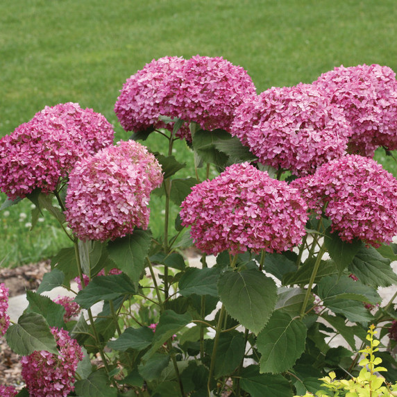 Hydrangea arb. Invincibelle Mini Mauvette®