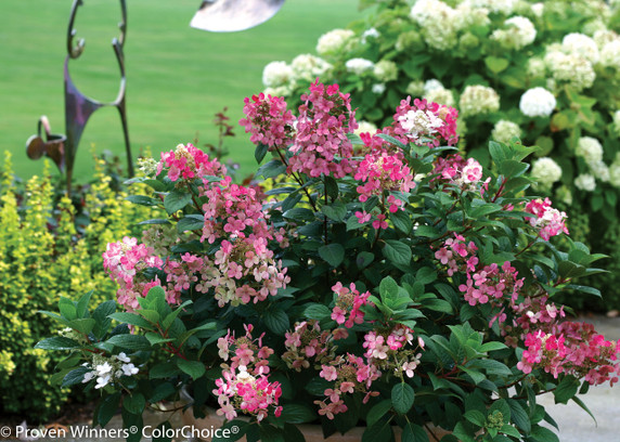 Hydrangea pan. Little Quick Fire®