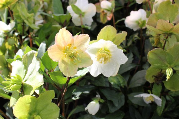 Helleborus Gold Collection® Jacob