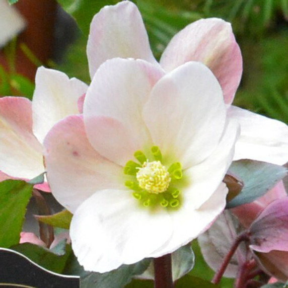 Helleborus Gold Collection® Pink Frost