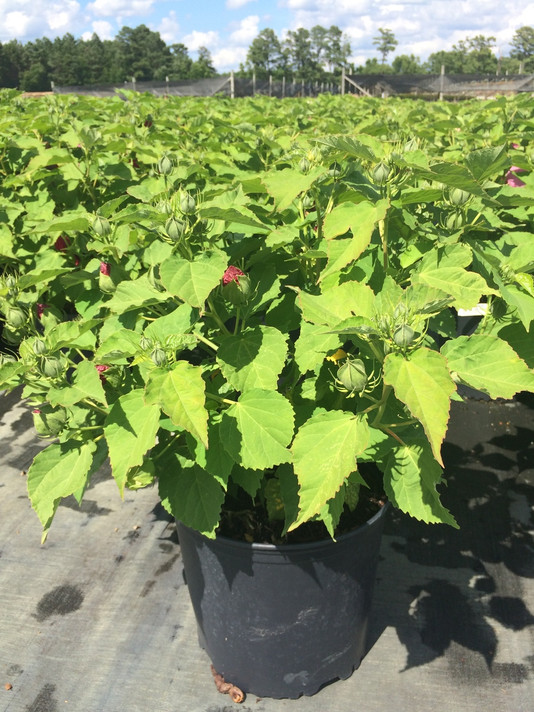 Hibiscus Luna Rose