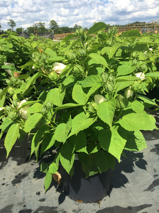 Hibiscus Luna White