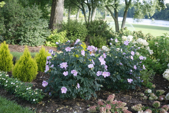 Hibiscus Pollypetite®