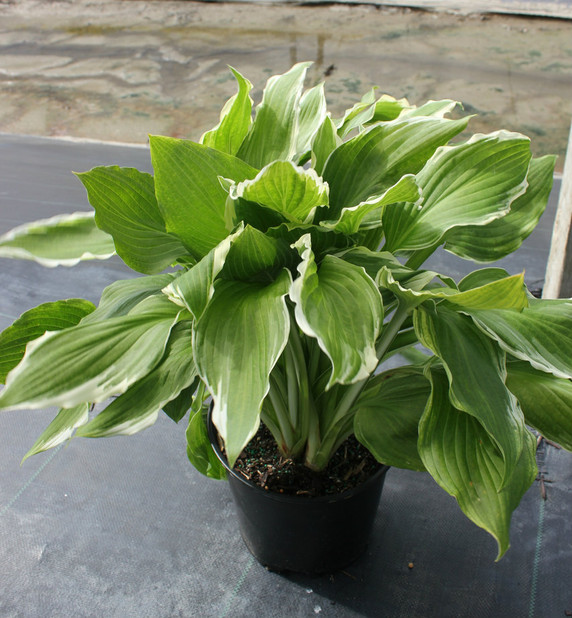 Hosta Albomarginata