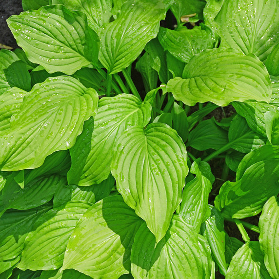 Hosta Honeybells