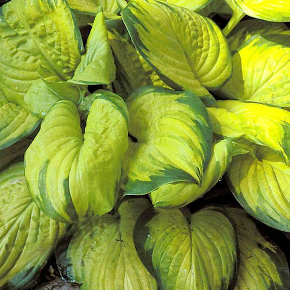 Hosta Stained Glass