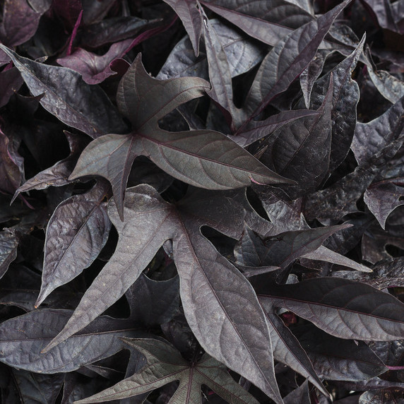 Ipomoea Sweet Caroline Raven™ (Sweet Potato Vine)