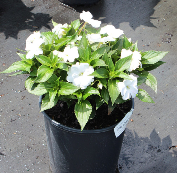 Impatiens SunPatiens® Compact White