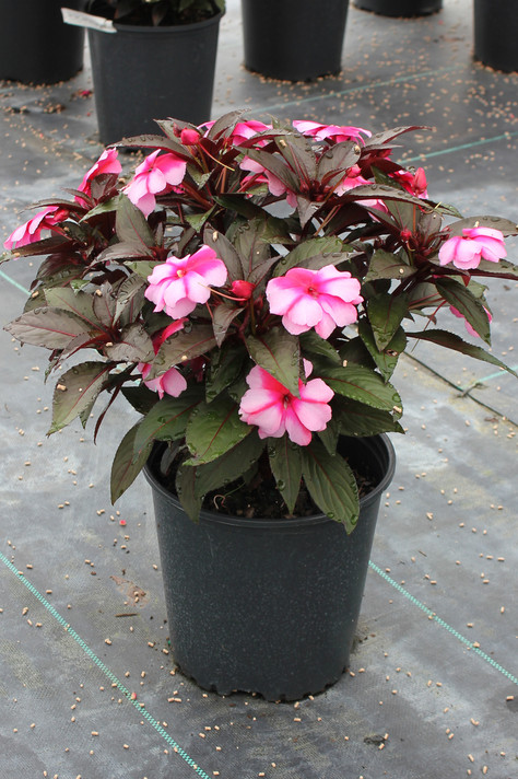 Impatiens Super Sonic® Sweet Cherry