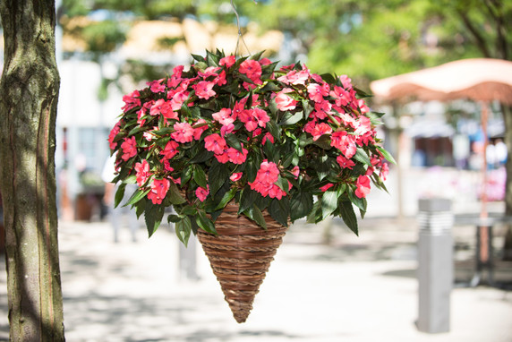 Impatiens SunPatiens® Vigorous Shell Pink