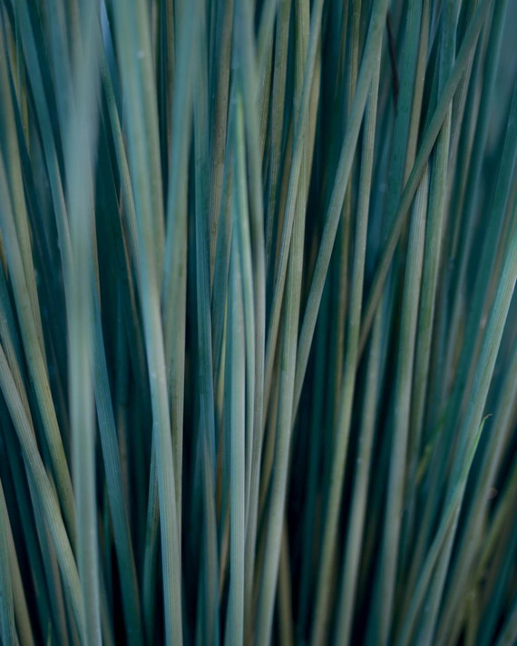 Juncus Blue Mohawk®