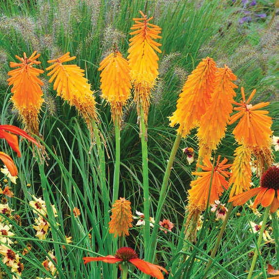 Kniphofia Mango Popsicle