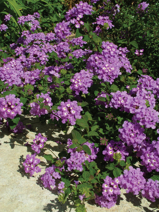 Lantana Luscious® Grape