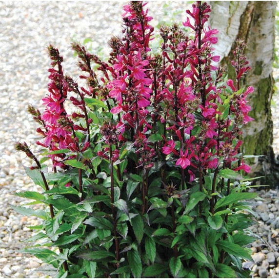 Lobelia Starship Deep Rose (Cardinal Flower)