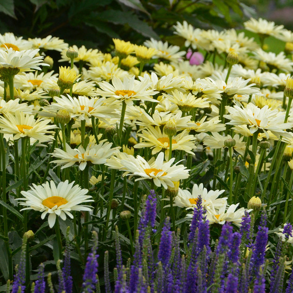 Leucanthemum Amazing Daisies® Banana Cream