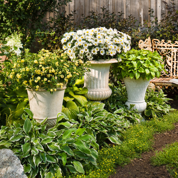 Leucanthemum Amazing Daisies® Daisy May®