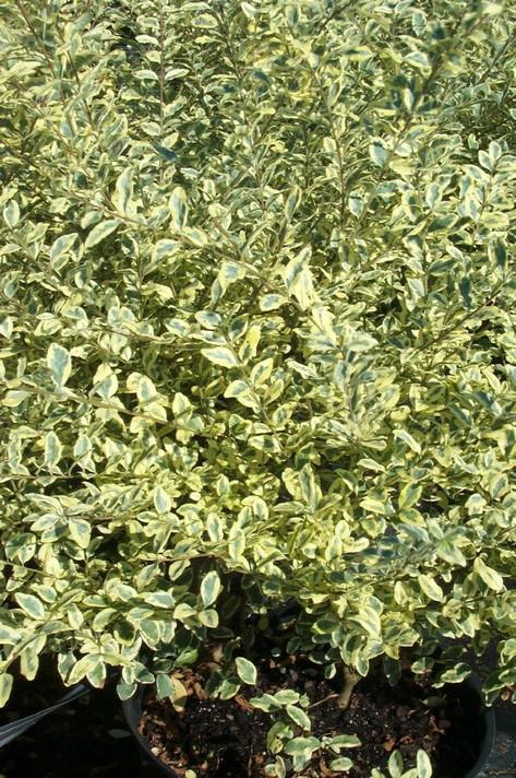 Ligustrum Swift Creek (Privet)