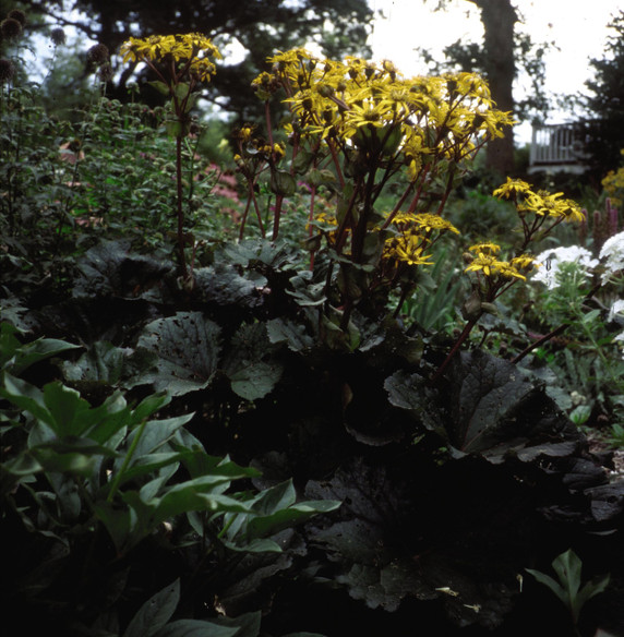 Ligularia Othello (Bigleaf Golden-Ray)