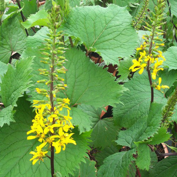 Ligularia The Rocket (Bigleaf Golden-Ray)