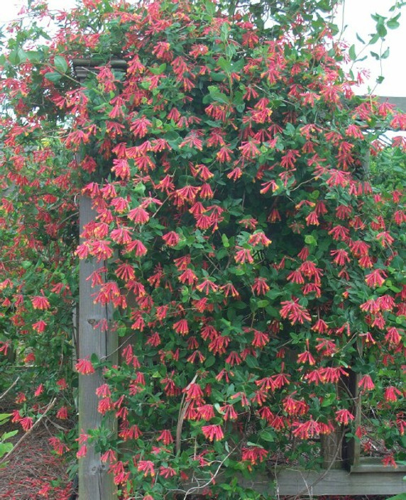 Lonicera Leo (Honeysuckle)