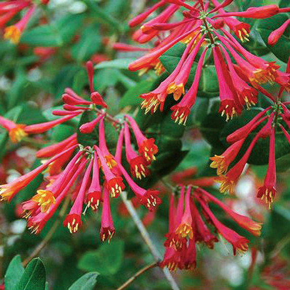 Lonicera Leo (Honeysuckle)