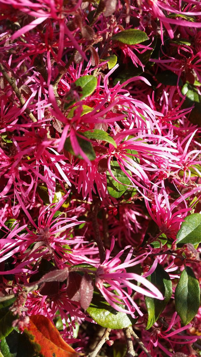 Loropetalum Daruma