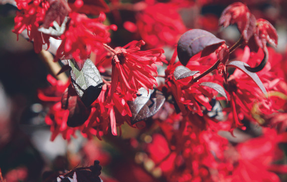 Loropetalum Ever Red®