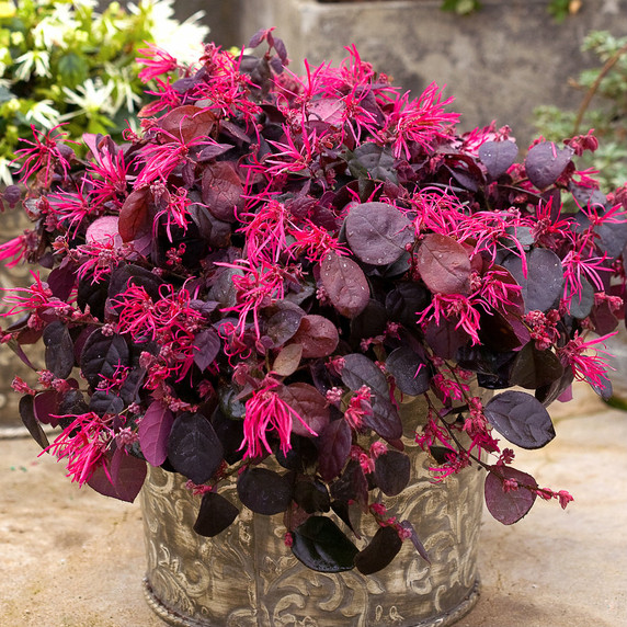 Loropetalum Jazz Hands Bold®