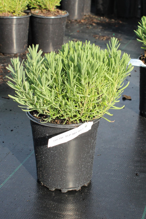 Lavandula Anouk