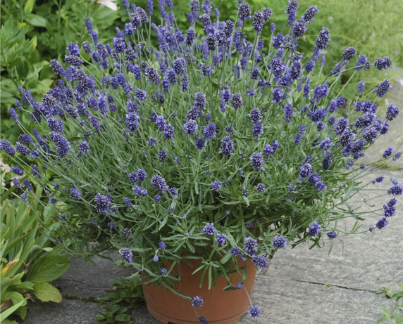 Lavandula Sweet Romance®