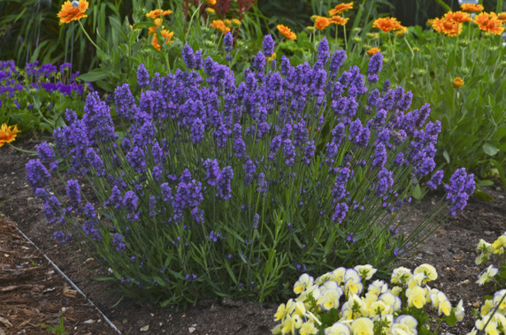 Lavandula Sweet Romance®