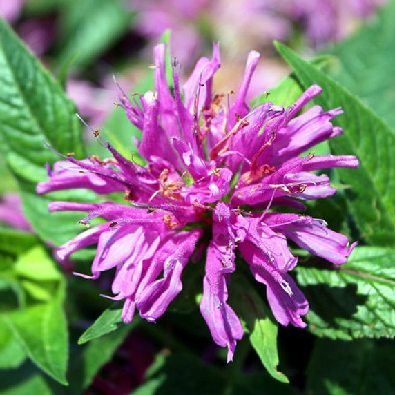 Monarda Grand Parade™