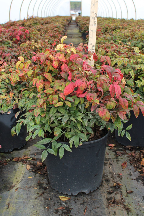 Nandina Firepower