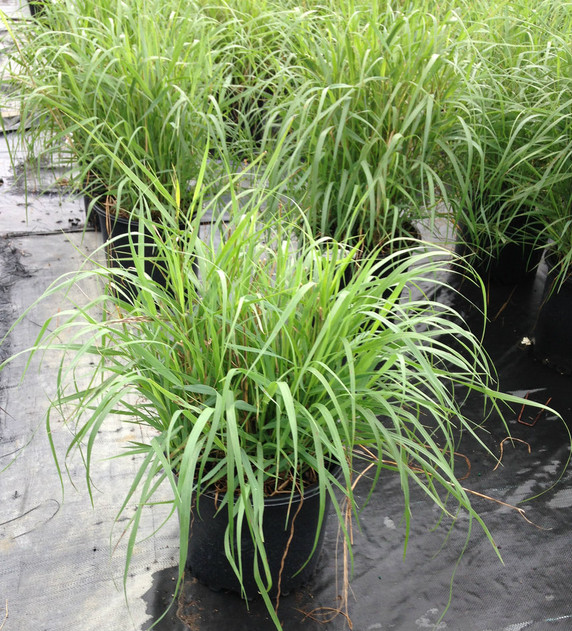 Panicum Heavy Metal (Blue Switch Grass)