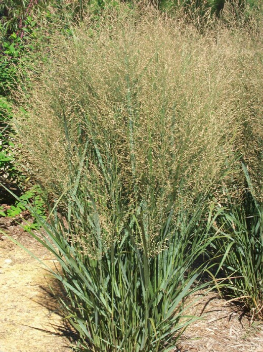 Panicum Northwind (Upright Switch Grass)