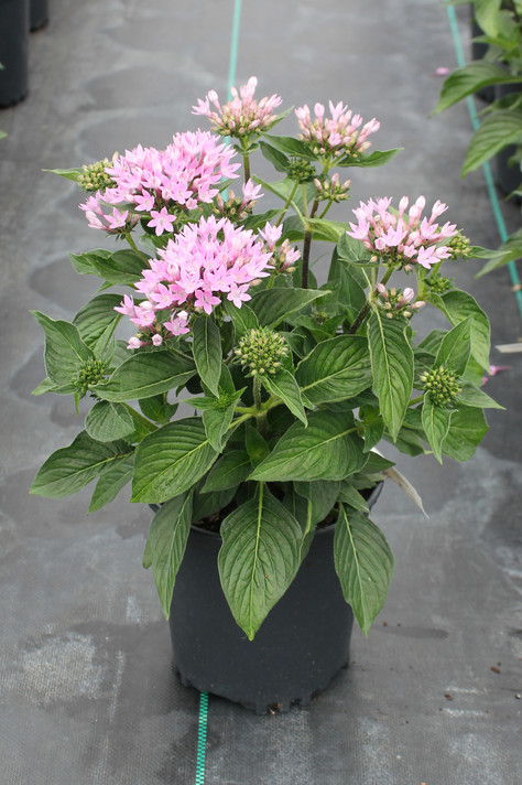 Pentas Starcluster™ Lavender