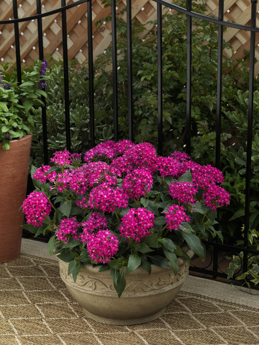 Pentas Starcluster™ Rose