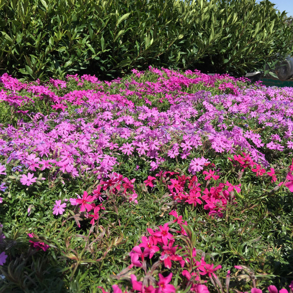 Phlox Crimson Beauty