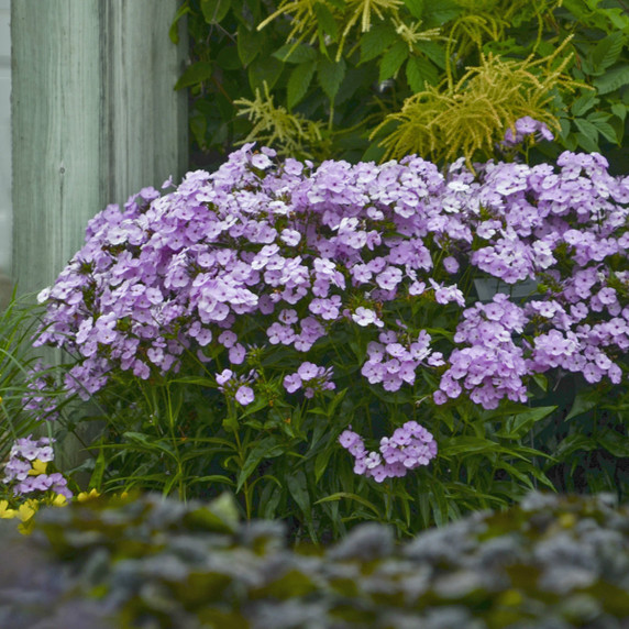 Phlox Opening Act Blush