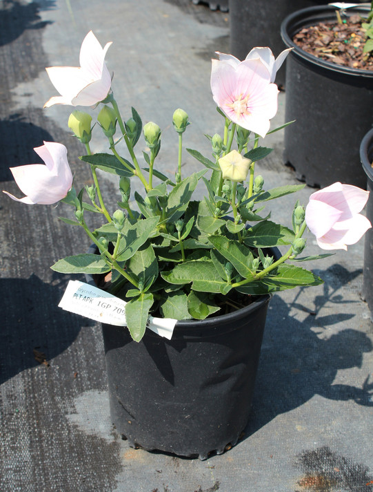 Platycodon Astra Pink (Balloon Flower) 