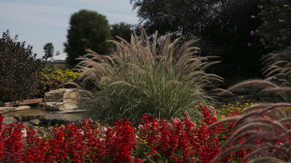 Pennisetum Sky Rocket (Variegated Fountain Grass)