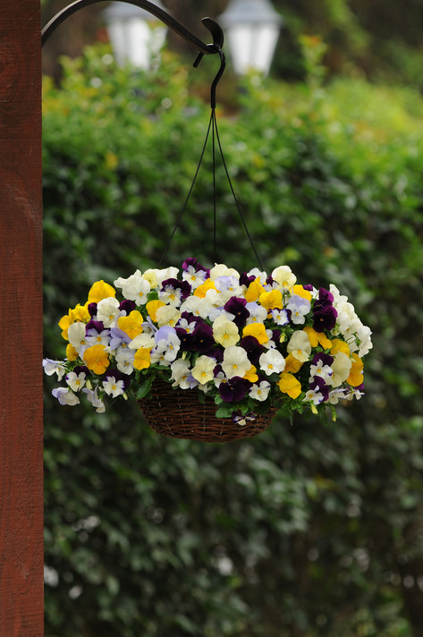 Pansy Cool Wave® Mix Hanging Basket