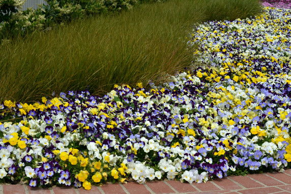 Pansy Cool Wave® Mix Hanging Basket