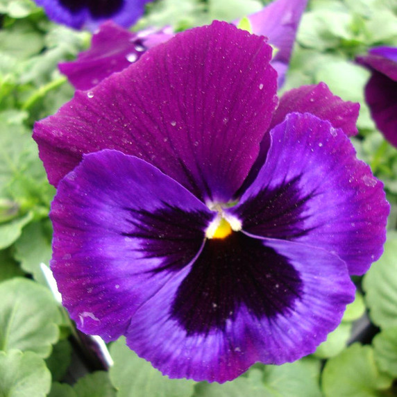 Pansy Delta™ Premium Neon Violet